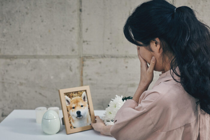 펫로스